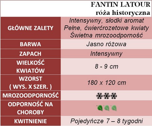 FANTIN LATOUR róża historyczna gl. zal